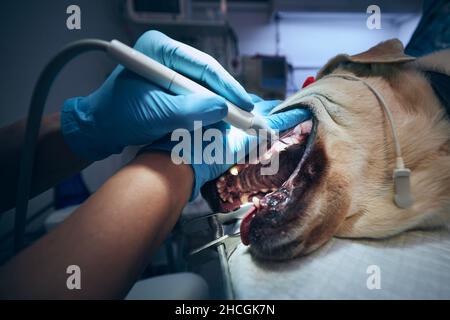 Veterinario durante l'esame e la pulizia dei denti del cane. Vecchio labrador ritrovato in ospedale animale. Foto Stock