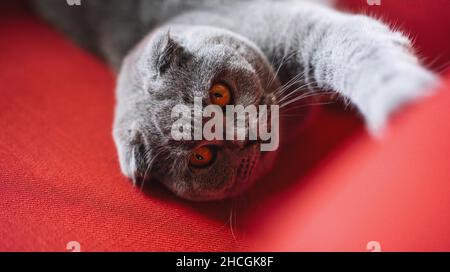Piega scozzese su divano rosso. Gatto britannico. Gatto grigio realxing e sembra dolce. Foto Stock