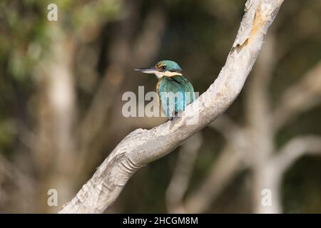 Forest Kingfisher seduto su un ramo di eucalipto alla luce del mattino, Queensland, Australia. Foto Stock