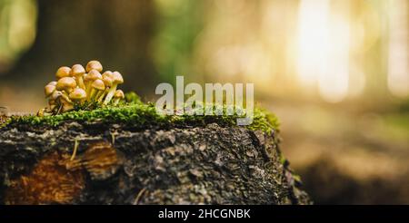 Bel fungo in erba su un tronco d'albero, stagione autunnale. Piccolo fungo fresco su muschio, in crescita nella foresta autunnale. copyspace per la tua tex individuale Foto Stock