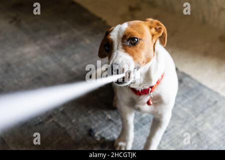 Il giovane Jack russel terrier con collana gioca con una pace di abbigliamento andloking fino al maestro. Razze di cani giocosi. Foto Stock
