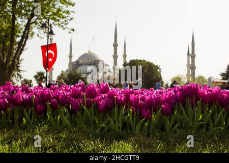 Tulipani viola in linea di fronte alla sfocata Moschea Blu a Istanbul della Turchia quando il Festival dei Tulip di Istanbul Foto Stock