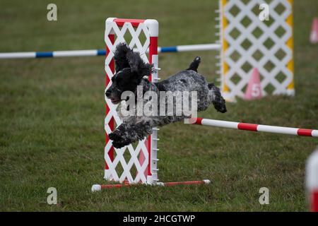 Inglese Cocker Spaniel saltare oltre ostacoli a una competizione di agilità Foto Stock