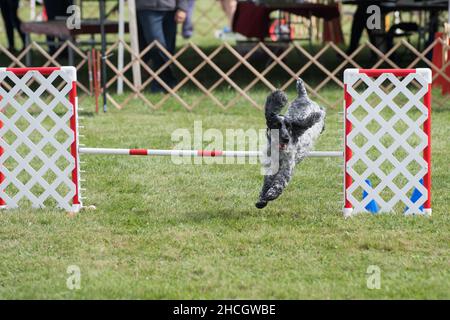 Inglese Cocker Spaniel correre e saltare sopra un ostacolo Foto Stock