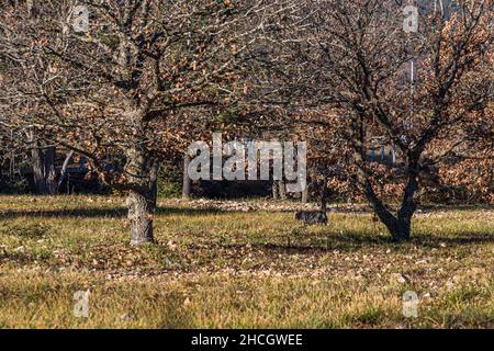 Nel dipartimento del Var, gli alberi di quercia sono utilizzati per la coltivazione del tartufo. Solo dopo 10 anni i primi tartufi possono essere raccolti da un albero. All'età di 20 - 30 anni i tartufi diventano più piccoli, crescendo sulle radici degli alberi. Bauduen, Francia Foto Stock