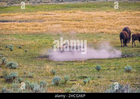 Il bisonte americano rotola in un wallow che prende un bagno di polvere Foto Stock