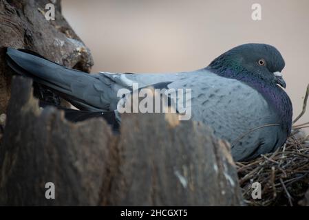 uova da cova di piccione Foto Stock