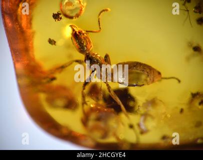 Ant preistorica in ambra baltica Foto Stock