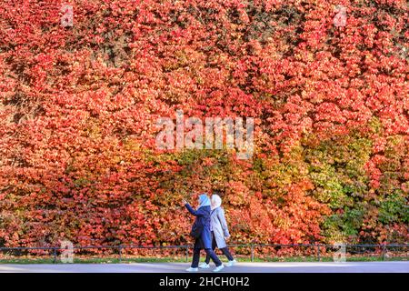 Due donne camminano oltre il super-riduttore della virginia (Parthenocissus quinquefolia) alla Cittadella dell'Ammiragliato vicino a Horseguards Parade, Westminster, Londra, Regno Unito Foto Stock
