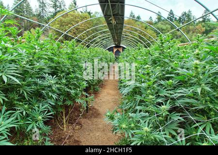 Piante di cannabis, fase di fioritura, in serra con copertura libera, 'Cannabis sativa'. Foto Stock
