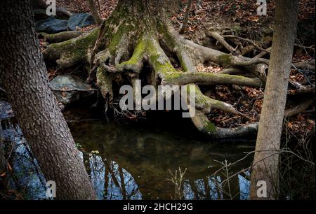 Radici di alberi giganti su una riva del fiume Foto Stock