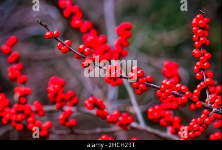 Un'abbondanza di bacche d'inverno rosse brillanti Foto Stock