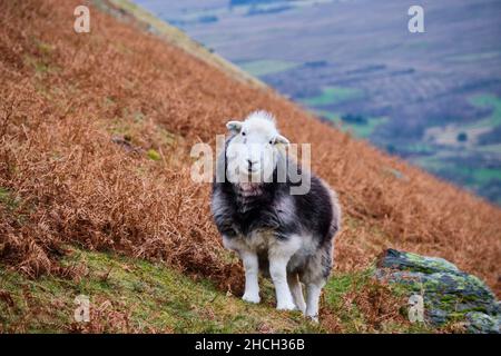 Pecora di Herdwick su Blease Fell, Blencathra, Saddleback, vicino a Keswick, Lake District, Cumbria Foto Stock