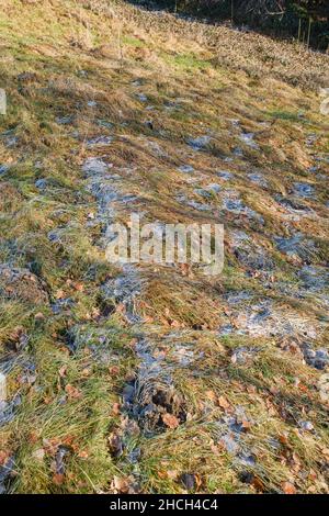 Reifecken und Frostecken alls Tupfer im Grünland Foto Stock