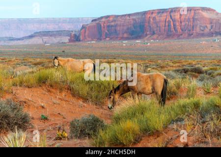 Due cavalli pascolano sull'erba nella Monument Valley Foto Stock