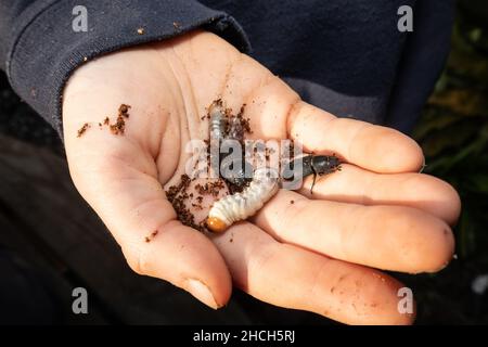 Bambini che indagano su un "secchio di coleotteri" contenente piccoli adulti e larve di cervo, Inghilterra, Regno Unito. Foto Stock