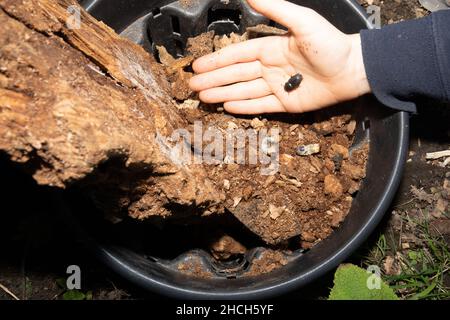 Bambini che indagano su un "secchio di coleotteri" contenente piccoli adulti e larve di cervo, Inghilterra, Regno Unito. Foto Stock