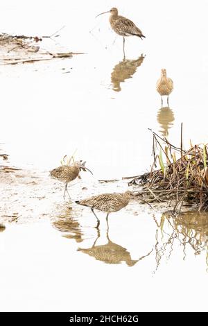 Gruppo di ricci svernanti in una zona umida invernale. Una specie in declino nel Regno Unito. Foto Stock