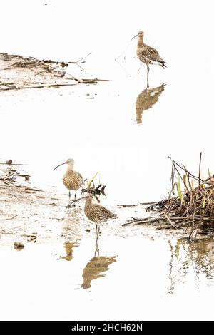 Gruppo di ricci svernanti in una zona umida invernale. Una specie in declino nel Regno Unito. Foto Stock