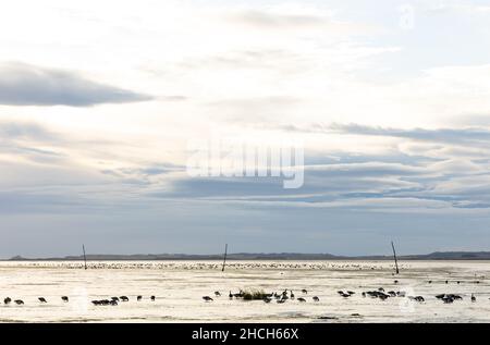 Gregge di oche brente pallido su mudflats all'alba. Foto Stock