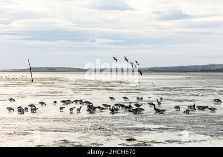 Gregge di oche brente pallido su mudflats all'alba. Foto Stock