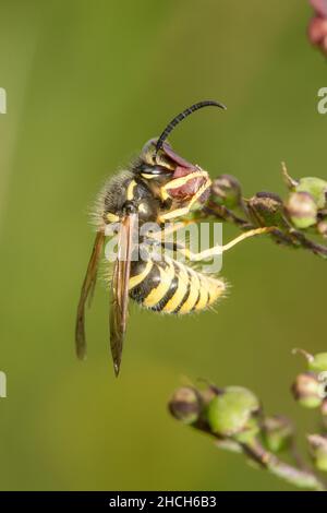 Comune vespa o giallastra che impollinano una pianta di figwort - i cui fiori sono adattati per appena questa specie. Foto Stock