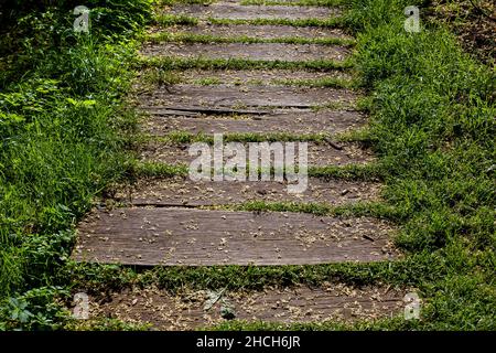 pedane di shabby invecchiate sul sentiero del cortile paesaggistico da modo di legno tra erba verde e cespugli coltivati illuminati dalla luce del sole, percorso che va in prospettiva Foto Stock