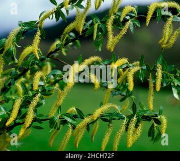 Salice d'argento (Salix) erba fiorita Foto Stock