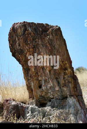 Un tronco di albero pietrificato nella Foresta pietrificata di Lesbo sull'isola di Lesbo in Grecia. Gli alberi fossili erano Foto Stock