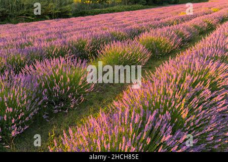 Campi di lavanda al tramonto, Corinaldo, Marche, Italia Foto Stock