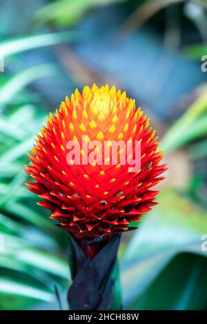 Primo piano di verde e colorata pianta tropicale nella foresta pluviale del Costa Rica Foto Stock