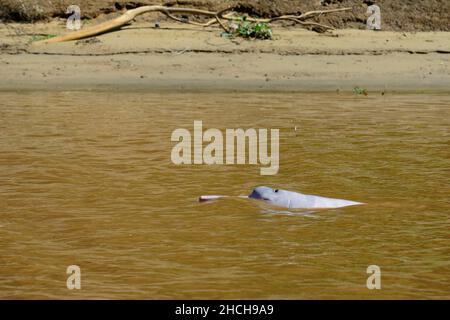 Delfini del fiume Boliviano (Inia boliviensis), Rio Mamore, vicino Trinidad, Dipartimento di Beni, Bolivia Foto Stock