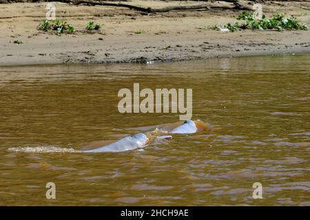 Due delfini boliviani (Inia boliviensis) Amazzonia, Rio Mamore, vicino Trinidad, Dipartimento di Beni, Bolivia Foto Stock