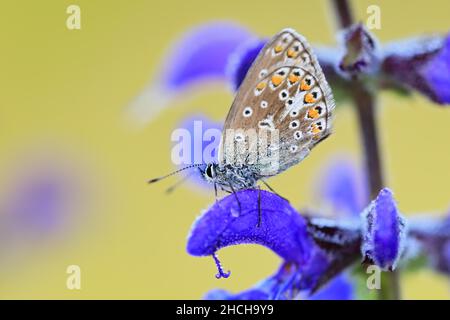 Farfalla alata di gossamero (Lycaenidae) in un prato clario (Salvia pratensis) Lamiaceae, Bergsteig, Fridingen, Parco Naturale dell'Alto Danubio Foto Stock