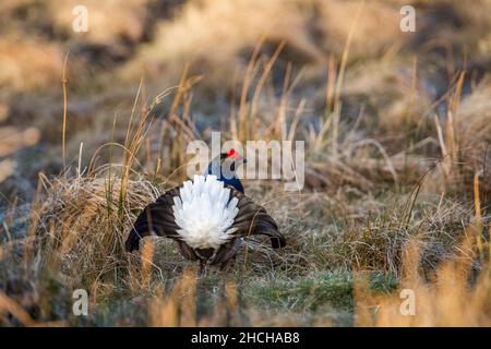 Gallo forcello; Tetrao tetrix; maschio; lekking; Scozia - UK Foto Stock