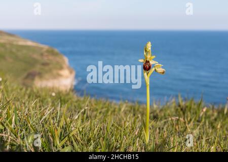 Orchidea di ragno precoce; sphegodi di ofrys; Ledge danzante; Dorset; UK Foto Stock