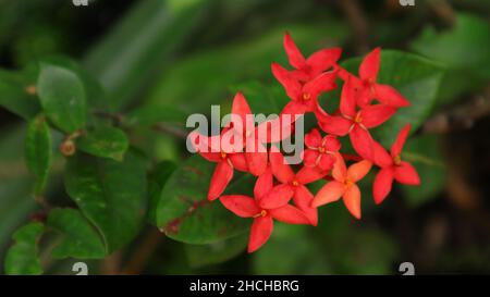 Un gruppo di fiori della giungla (Ixora coccinea) nel giardino Foto Stock