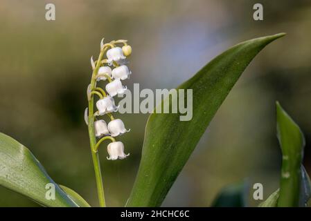 Lily of the Valley; Convallaria majalis; Flower; UK Foto Stock