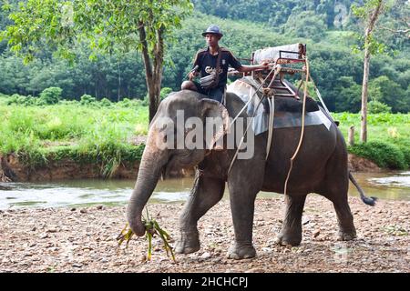 Trekking degli elefanti attraverso la giungla / tour degli elefanti, giungla, Khao Sok, Thailandia Foto Stock