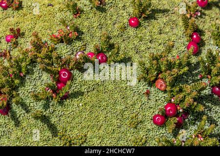 Bacche di montagna; gultheria pumila var pumila; bacche; Falklands Foto Stock