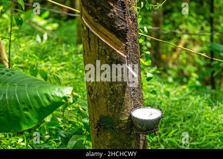 Piantagioni di gomma naturale, Phuket, Thailandia Foto Stock