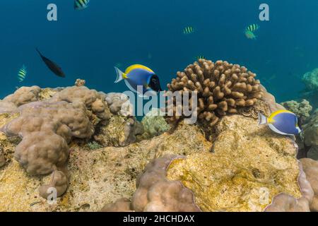 Pesce Surgeonfish blu in polvere; Acanthurus leucosternon; Maldive Foto Stock