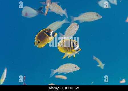 Pesce farfalla racoon; Chaetodon lunula; Maldive Foto Stock