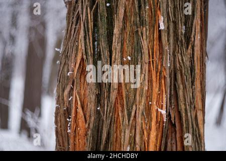L'albero di Mylura e la vita all'interno, delineato verticalmente da venature colorate in marrone scuro, arancio vivo, giallo, verde, ricoperte di muschio e neve Foto Stock