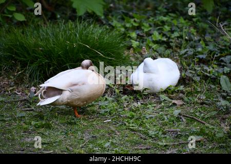 Anatre nel parco Place Foto Stock