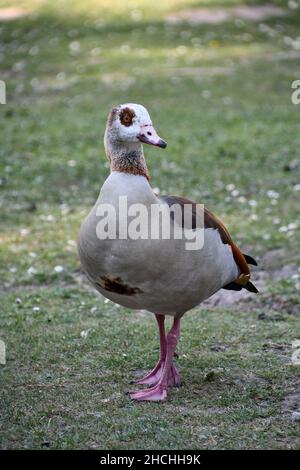 Anatre nel parco Place Foto Stock