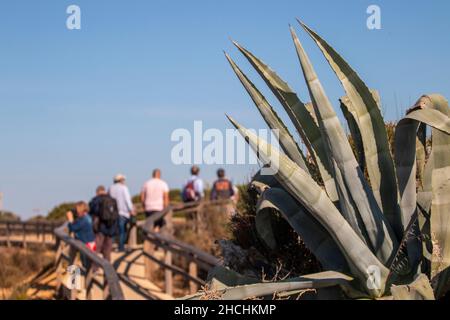 Agave pianta cactus closeup su passerella in legno. Foto Stock