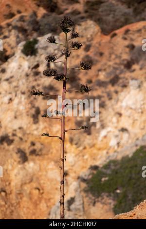 Vista della tipica pianta di cactus dell'Agave americana nella regione dell'Algarve. Foto Stock