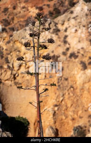 Vista della tipica pianta di cactus dell'Agave americana nella regione dell'Algarve. Foto Stock