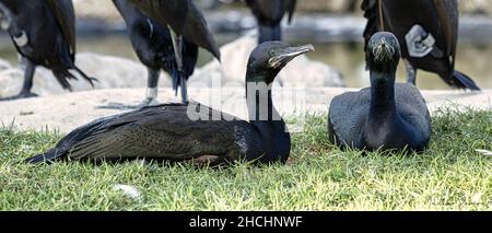 Cormorani coronati (Microcarbo coronatus) seduti sull'erba su sfondo sfocato Foto Stock